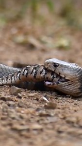 Two Deadly Venomous Snakes ……. One Winner!!!! Mozambique spitting Cobra eating a Puff Adder @duiker_game_lodge South Africa. #dingo #dingodinkelman #animals #snakes #croc #fun #wow #amazing #reptiles #crocodiles #awesome #southafrica #instareels #reels #reelvideo #animalreels #awesomeanimals | Dingo