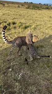 Cheetah cubs are usually born into small family units, and most of their early playtime is spent only with their mother and siblings. You’ll rarely see cheetah cubs playing with cubs from another mother. Cheetahs are not social animals like lions. They don’t live in prides or large groups. A mother cheetah lives a solitary life, keeping her cubs hidden and moving them often to avoid predators . . . . . . . . . . . . . . . . . . . . . . . . . . . . . . . . . . . . . . . . #tanzaniainsideandsafari