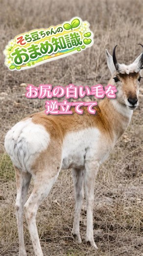 地味な見た目で爆速すぎる草食動物【プロングホーン】#プロングホーン #珍しい動物 #動物雑学 #生き物雑学 #草食動物 #shorts