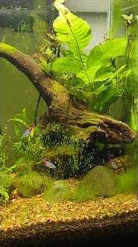 Relaxing Aquarium: Colorful Tetras & Shrimp Swimming in a Peaceful Aquascape (4K Nature Video)