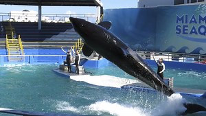 Campaigners push for Miami aquarium to release killer whale 50 years after capture