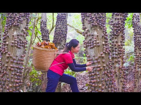 Harvesting 1000+ Wild Chestnuts on Tree Trunk & Go to Market Sell | Shocking Forest Harvest