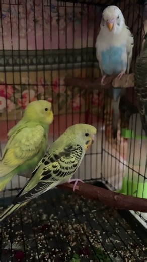 Birds love 💕 #viral #love #trending #cute #love #cat #kitten #cutepet #love #cutecat #shorts #short