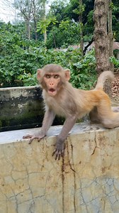 Take a look monkeys angry reaction😁🤣 . . . . . . . . . . . . . . . . . . . . . . . . . . . . . #LaughWithAnimals #monkeyreels #monkeyreaction #angrymonkey #monkeyreact | Laugh with Animals