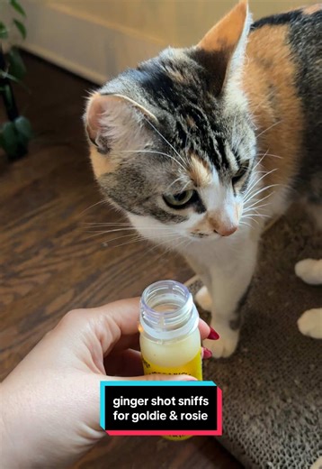 Ginger Shot Sniffies for Cats: A Spicy Treat