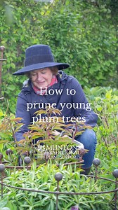 It's the perfect time to prune your young plum trees, so here's a quick video to show you how. Follow Muntons Traditional Plant Supports on Facebook or Instagram for more gardening updates, planting inspiration and of course advice on plant supports, straight from the Cotswolds. 🌱 Plums are susceptible to silver leaf fungus if they are pruned too early - the disease enters the plant through unhealed pruning cuts - so you must be patient. Early spring is the best time - after you've pruned your 