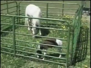 Meet the world's smallest horse...Einstein! | I Love Horses