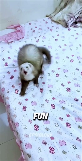 ferret facts #shorts #science