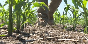 Corn pollination delayed in North Dakota
