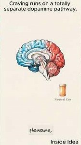 Why Addicts Crave Drugs They No Longer Enjoy (The Science of Addiction) #Psychology