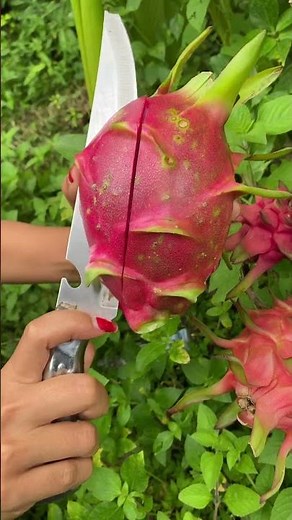 White Dragon Fruit #dragonfruit