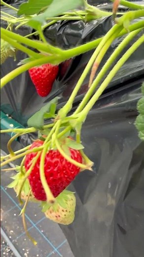 いちご..ハウス 紅ほっぺ🍓露地栽培は5月ごろ。ハウス栽培は今ですよね。⏰2026.3/25.水.12:30.🍓