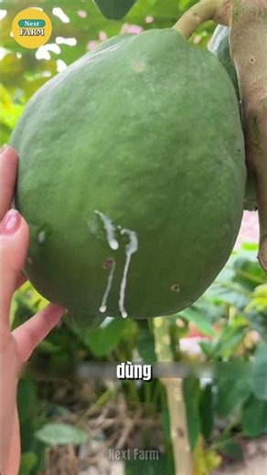 The Process of Extracting Sap from Green Papayas is Fascinating!