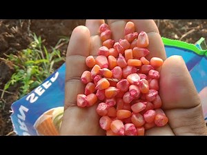Maize Cultivation Process 2024 How to Grow Corn (Maize) - A Complete Guide to Maize Cultivation