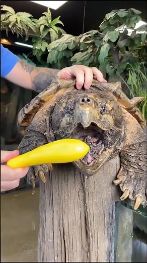 alligator snapping turtle 🐢 #facts