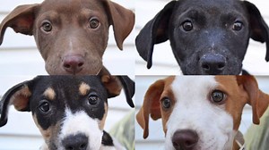 We still have puppies available to loving homes! Come into Little Shelter today and adopt a new best friend. Sat-Sun: 12pm-5pm | Mon-Fri: 1pm-7pm Little Shelter Animal Rescue & Adoption Center 33 Warner rd, Huntington, NY 11743 631-368-8770 www.littleshelter.com #littleshelter #adoptdontshop | Little Shelter Animal Rescue & Adoption Center