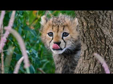 Cheetah: surviving savannah