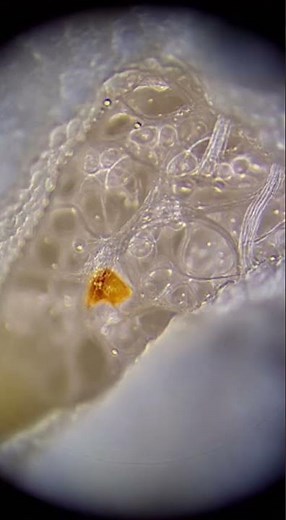 😱 1000x ZOOM POPCORN EXPLOSION — The Most Shocking 8K SloMo Moments!