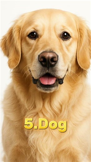 Top 10 Animals With the Best Night Vision 🌙👀