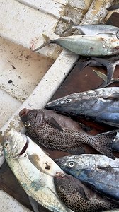 Yesterday was a good day shooting walu and saqa 🙌 Stocked up the fridge for some Fish in Miti episodes this week🫣😅😅 #fijiliving #therealfijiexperience | Spearfishing Fiji