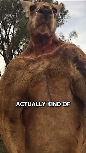 Why Are Male Kangaroos So Unbelievably Muscular? #wildlife #animals