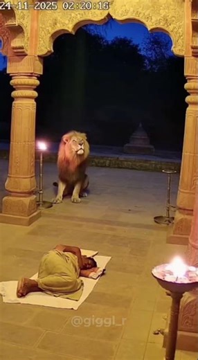 “Mystical Encounter: Lion Sits Beside Sleeping Sadhu at Temple”