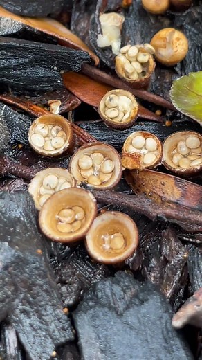 Check out these #BirdsNestFungi or #Crucibulumlaeve they are small gasteroid (spores formed in the inside) mushrooms common in wood chip beds and on fallen twigs and sticks. They occur world wide and are very common, but often are often overlooked due to their small stature. . The stubby fruiting bodies develop during periods of rain, swelling up into round nobs. The top of the fruiting body is covered in a jelly-like membrane that is dissolved by rain drops. Once the cover is gone, the small “e