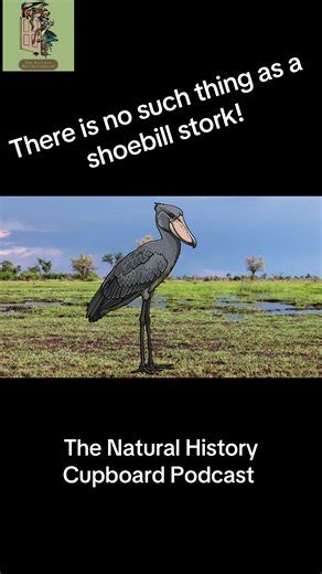 Shoe Bill Stork Misconceptions: Learn the Truth