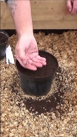 Potager: concombres conseils jardinage comment faire un semis