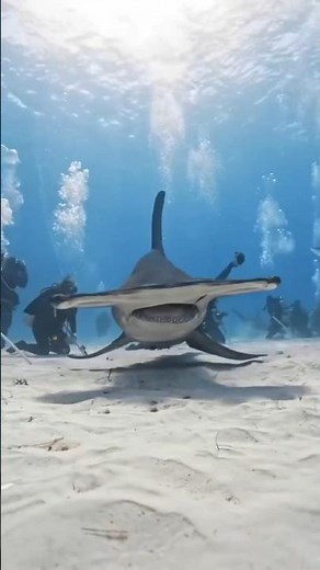 🦈Hammerhead Shark — Nature’s 360° Predator!