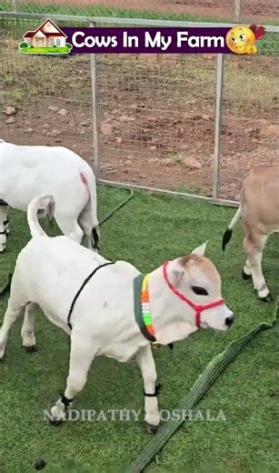 Omg so tiny Nadipathy cows 😲🐄 #viral #shorts #trendingshorts #miniature #nadipathygoshala #reels