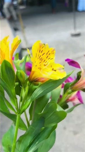 Mini Vlog| එන්න මගේ ලස්සන දවස් බලන්න #viral#minivlog#beautiful#productivity#girl