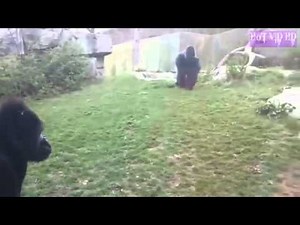 Angry Gorilla Breaks Glass At Zoo Terrifies Humans