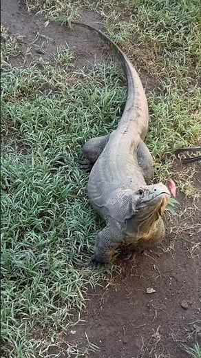 From Bali to Komodo: A Dragon & Diaspora Travel Guide! Bali Bird Park Indonesia 🇮🇩