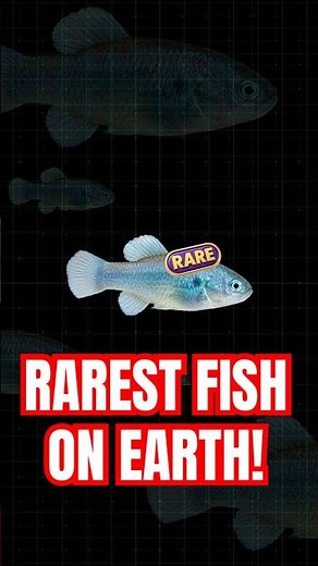This Fish Produces Alcohol To Survive