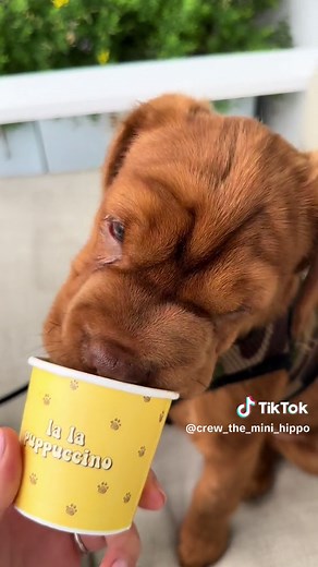 Its FRIYAY Gang gang 🦛 #dogsoftiktok #puppiesoftiktok #puppies #minihippo #hippogang #puppy #crewscrew