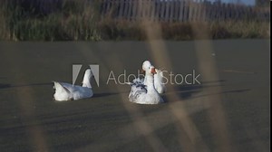 Three geese swimming in the green algae pond in the village, summer nature and wildlife concept. Stock footge. Beautiful domestic birds in green duckweed water surface.