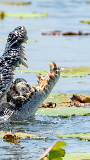12K views · 9.4K reactions | Saltwater Crocodiles feeding on an unlucky bovine on the Mary River, Top End NT I counted 8 crocodiles in total all feeding simultaneously. It was one of the most incredible things I’ve seen in my entire life. | Wildman Adventures | Facebook