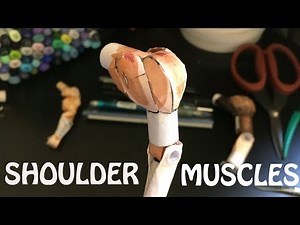 Shoulder Muscles - How To Make A PAPER MODEL, Ep. 5 (Tutorial)