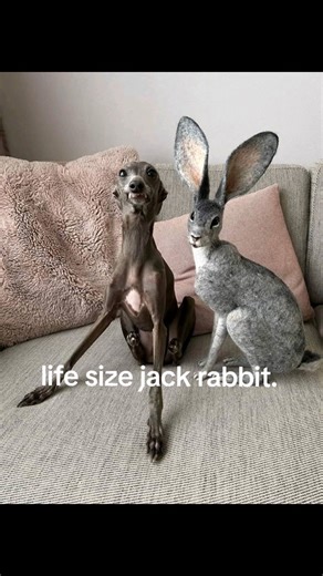 Life Size Jack Rabbit Dog Encounter