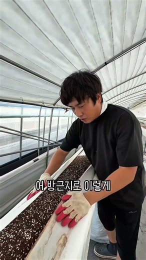 딸기농부 5년차 두둑 성형 방법 스마트농장이라도 농부 손이 꼭 필요함