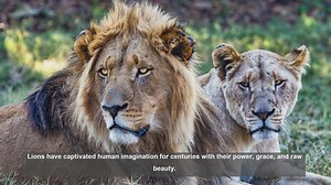 10 Iconic Lion Photos: From Fierce Hunts to Tender Moments