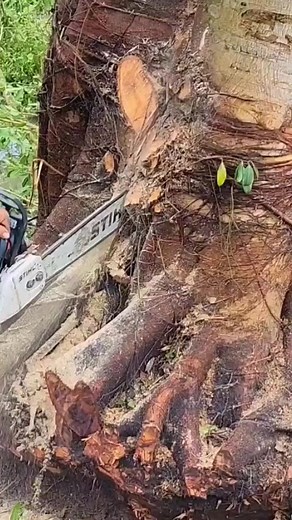 23K views · 206 reactions | Skill cutting down | Making Video | Facebook