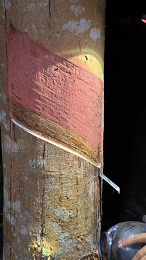 เหลือเวลาหาเงินก่อนใบร่วง 2 เดือน ลุย ✌️ #กรีดยาง | Kittisak Chomphu