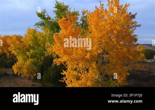 This autumn landscape in Oklahoma depicts a grove of poplar trees (Populus spp.) turning a vivid bright yellow.