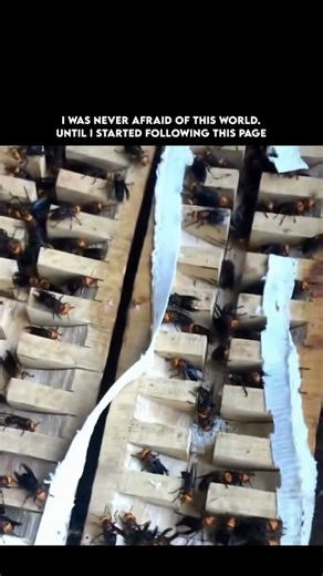 Dark Side Earth on Instagram: "Hornets are powerful and highly social wasps known for their strength, size, and fiercely defensive behavior when protecting their colony. They live in organized nests with a strict hierarchy led by a queen, supported by dedicated workers who build, forage, and defend. Unlike bees, hornets can sting repeatedly because their stinger does not detach, making them formidable when they feel threatened. They play an important role in nature as predators, feeding on spide