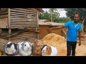 Lucrative Guinea Pigs Farming In Ghana | Frenat Farms