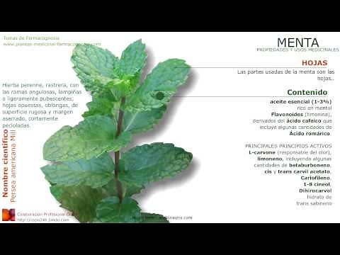 Menta. Propiedades y usos medicinales