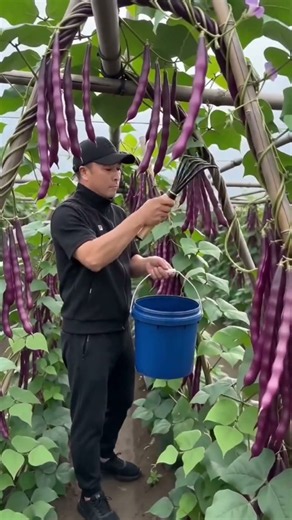 🌿 ✂️ 🚜 Bean Harvesting: Using a Custom Multi-Prong Tool to Harvest Yardlong Beans #shorts