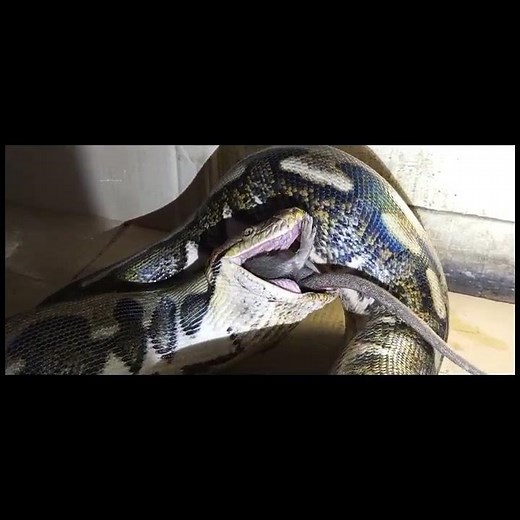 Feeding time reticulated python #reticulatedpython
